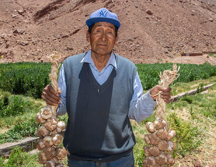 comunidades proyecto programa de recuperacion de cultivo de ajo