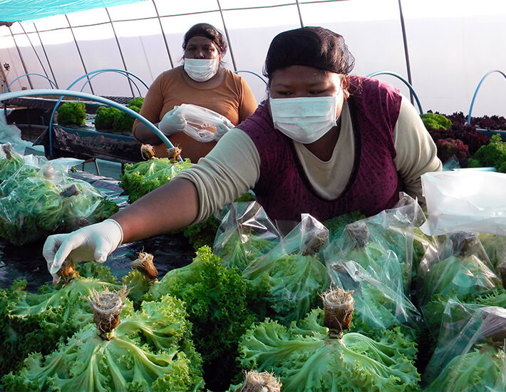 Mujeres trabajadoras en ambito agricola